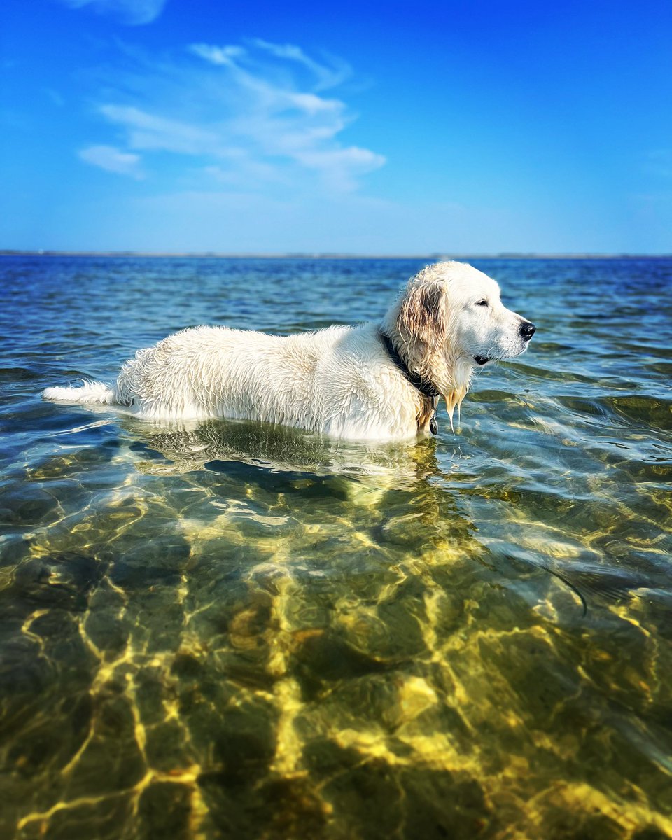 rufusgifford's tweet photo. Labor Day. 

Unofficial last day of summer. 

Svend is not at all ready to call it quits. https://t.co/AKJdKijEqa
