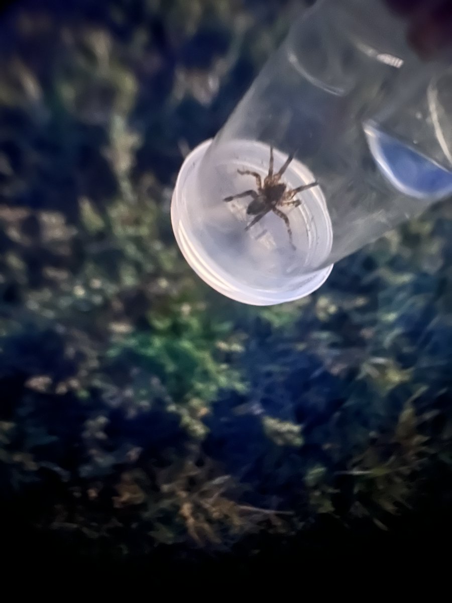 LPSScienceFocus's tweet photo. Eileen Hebets, UNL prof, and her grad students introduced us to spiders and ticks at Cedar Point Biological Station- even leading one SFP student to his research project. Learning happens at 12x speed when you are immersed. #CPBS23 https://t.co/ZDYU681cD6