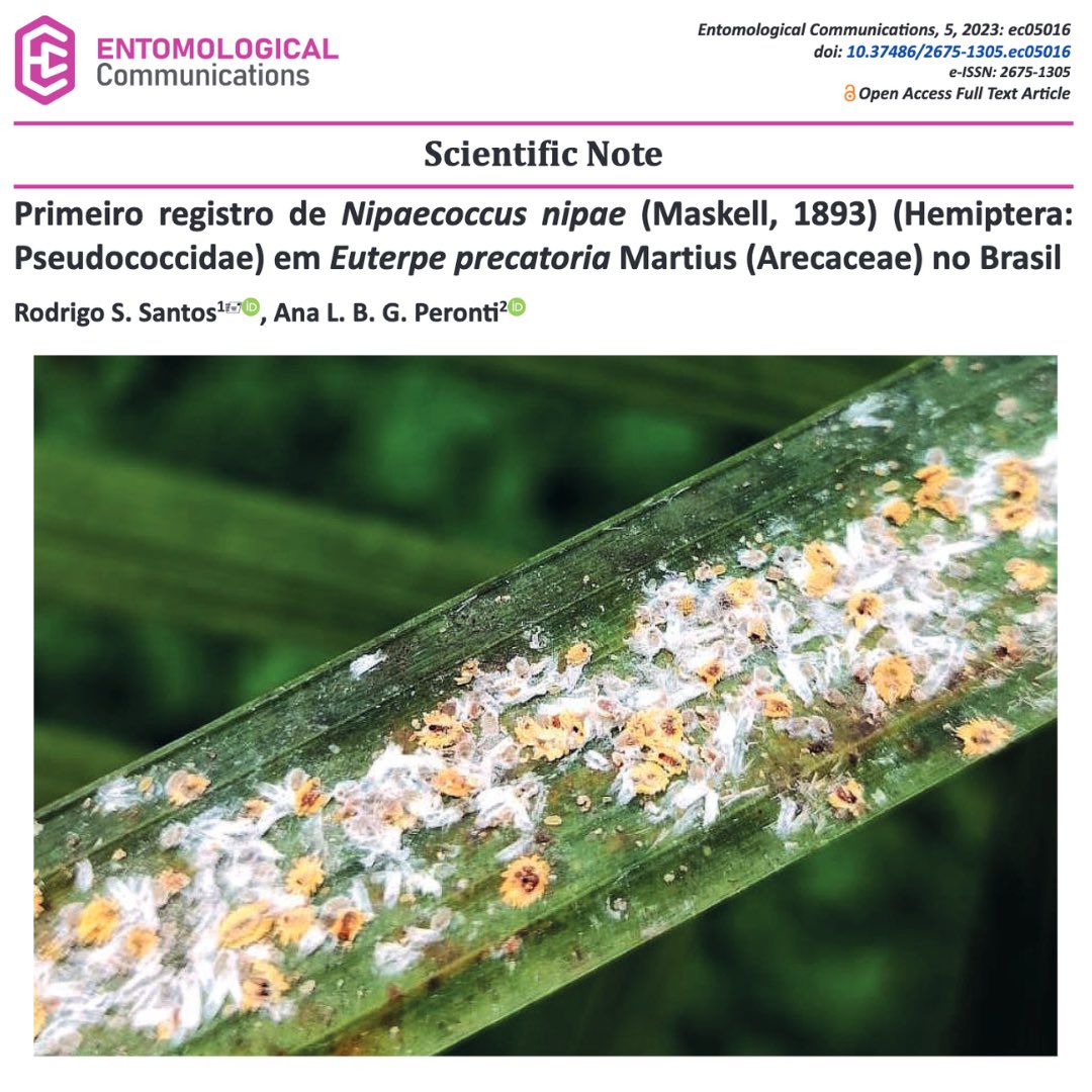 EntomologicalC's tweet photo. Primeiro registro de Nipaecoccus nipae (Maskell, 1893) (Hemiptera: Pseudococcidae) em Euterpe precatoria Martius (Arecaceae) no Brasil
 
https://t.co/86GLa7JkuE

#entomologicalcommunications #entcom #seb #scientificnote #hemiptera #pseudococcidae #arecaceae #euterpe #brasil https://t.co/LX9S2gcI1i