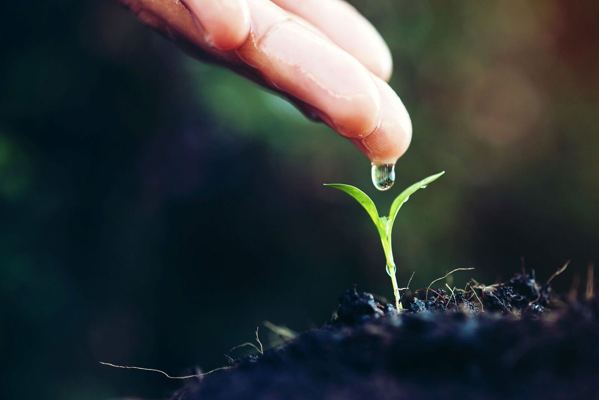 ninzoou #MoreThanHuman tweet media