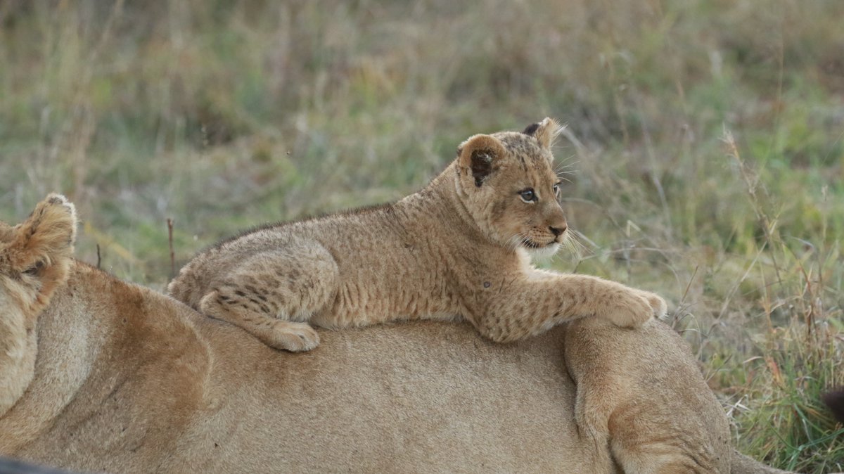 The Royal Portfolio tweet media