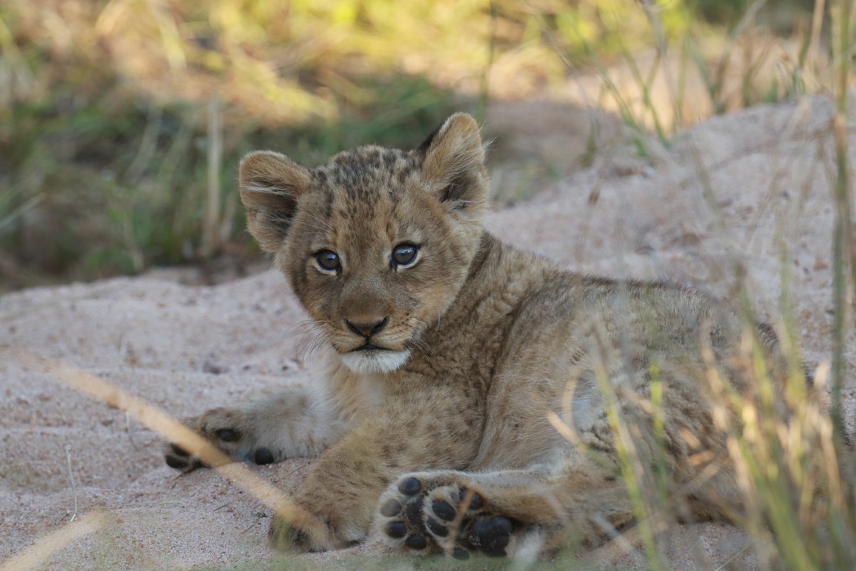 The birth of a new litter of #lioncubs at #RoyalMalewane means wonderful photo opportunities with impossibly cute furballs, but far more significantly, it's the start of a new chapter in the tangled, compelling history of the prides of the #GreaterKruger 🐾