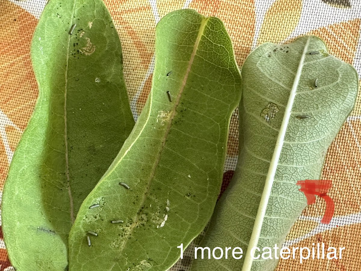 Found 55 Monarch eggs on Thursday. Gave 20 eggs to Rocky Branch School on Friday. Found 45 more eggs on Saturday. Half of the eggs now are caterpillars. These caterpillars pictured will go to Oconee Primary. What’s the story? What do you wanter? 
#mathforrealworld #joyfulmath