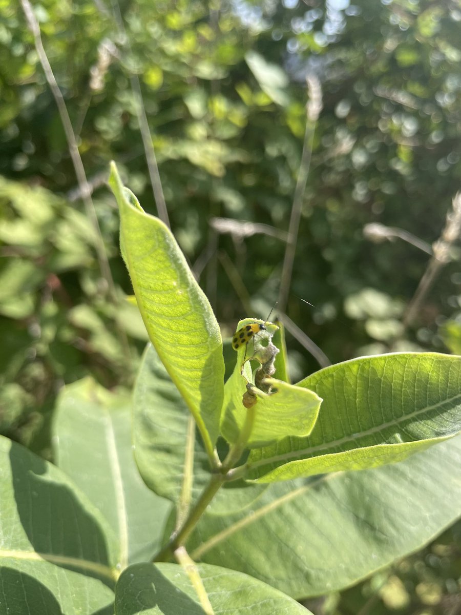 The spotted cucumber beetle is a pest. Often seen on plants in the squash family. (If you can magnify this, you see this little guy on the top of this Milkweed.) One of my finds while searching for Monarch Butterfly caterpillars 🐛 or cocoons. #berkeleycountywv #poorhouseroad