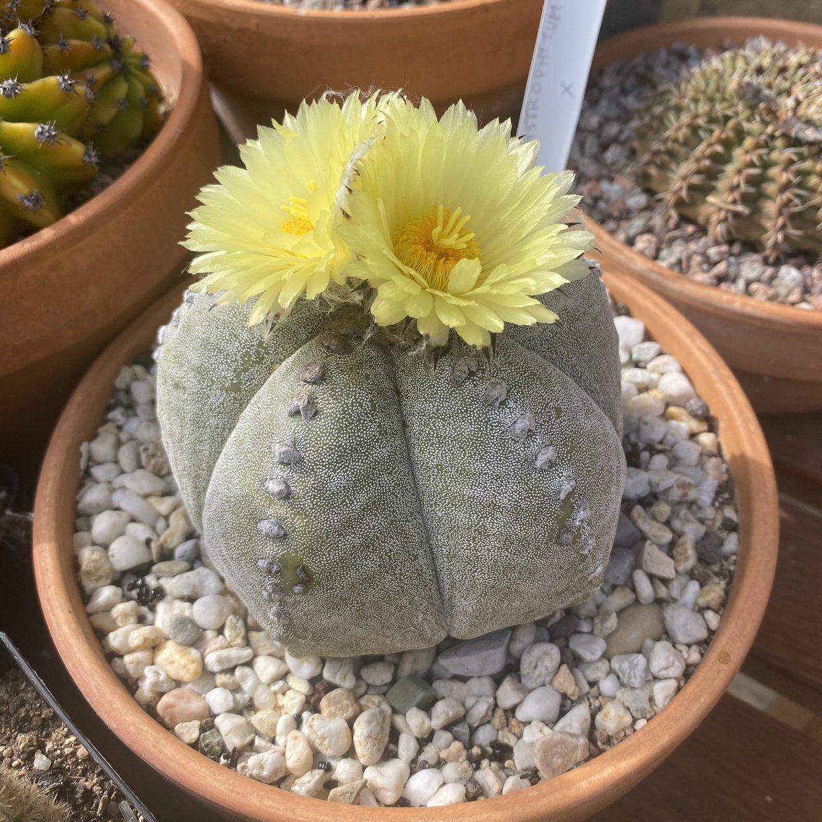 G27Marco's tweet photo. Double « double #fleurissement »du côté des #cactees #astrophytum #fleur Double cadeau du jour au #jardin ! https://t.co/gX63wJlX5F