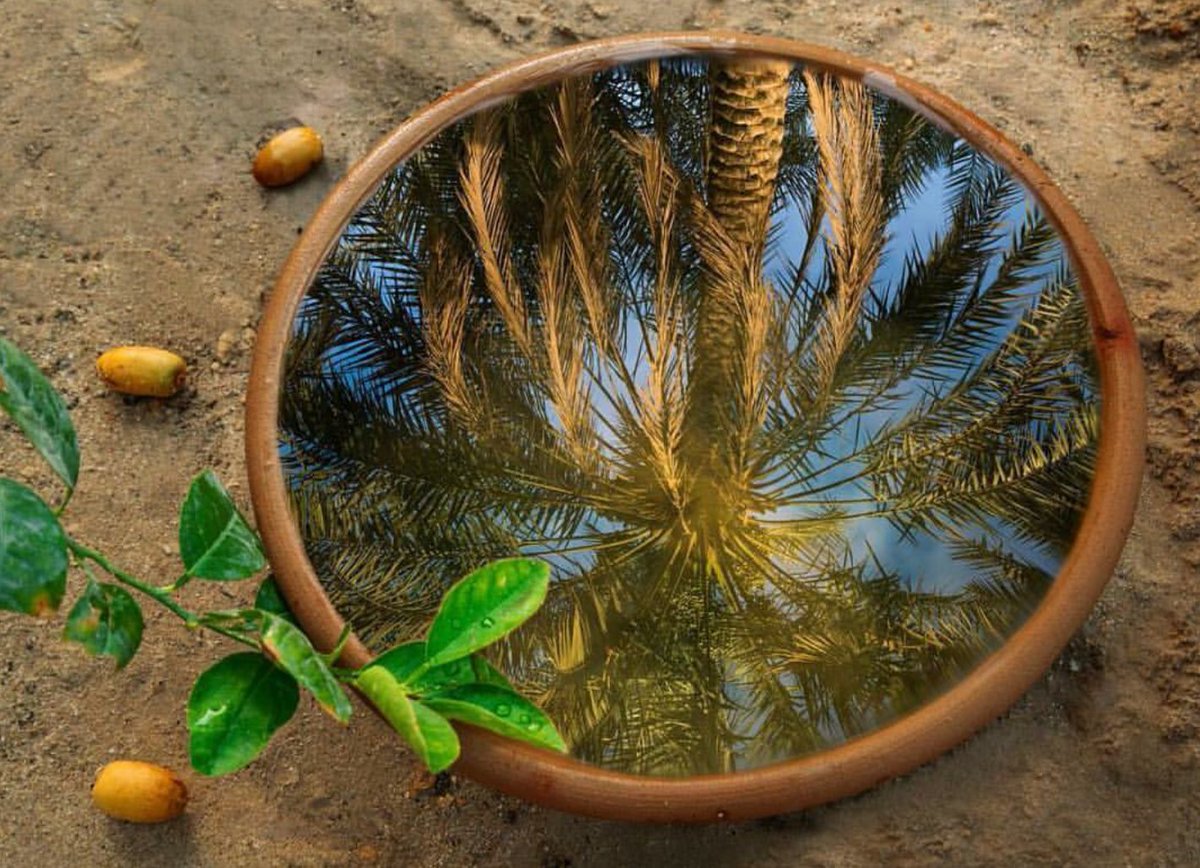 alahsekaer's tweet image. #هي_الاحساء
#الاحساء