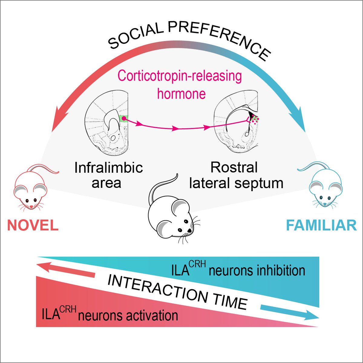 🔥A study led by <a href="/FelixFelxfel/">Felix Leroy</a> lab at <a href="/NeuroAlc/">Instituto de Neurociencias UMH-CSIC</a> describes a prefrontal cortex to lateral septum circuit suppressing social interactions with familiar mice and supporting social novelty preference in adult mice.

Now published on <a href="/CellCellPress/">Cell</a> 👇
sciencedirect.com/science/articl…
📷IN/Cell