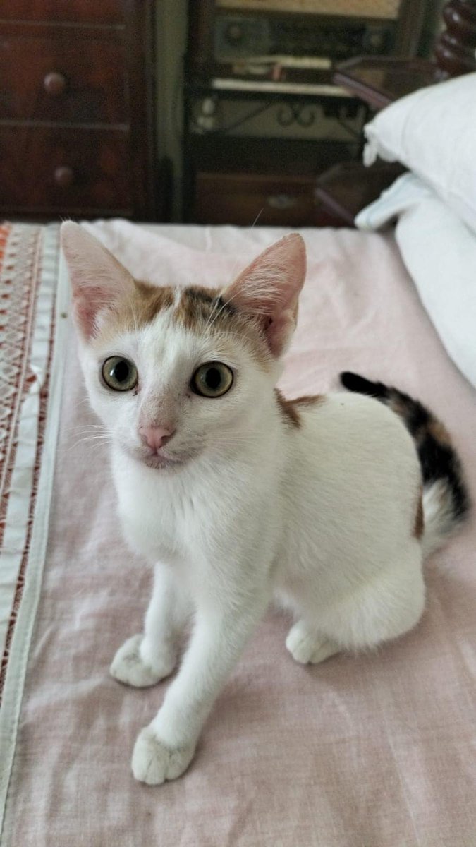 Roberta Papa tweet media