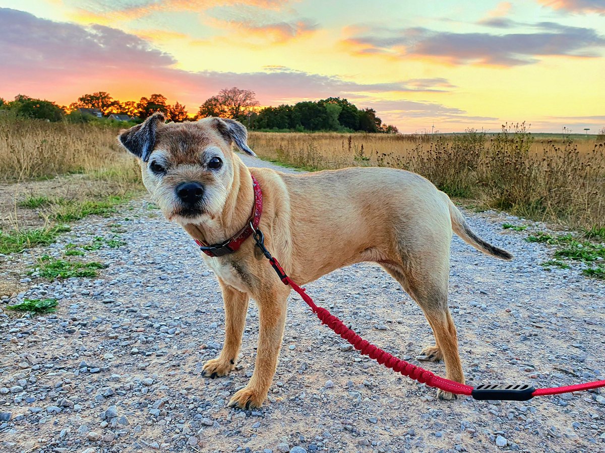 WaggyBoops's tweet photo. 15th Aug 2023 the day was all hers – Happy 14th Birthday, dear Ruby! 🥳🎈👏🎂🍰🐶🦴
One of the sweetest, cutest, friendliest, most lovable little doggies we've been lucky enough to welcome into our lives ❤️🐶❤️ https://t.co/XSxvfLPAk2