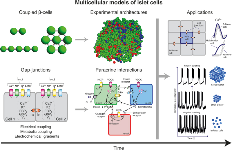 isletbiologylab's tweet photo. Félix-Martínez and Godínez-Fernández review how multicellular models of #pancreatic cells have evolved from early models of electrically-coupled β-cells to models where architectures and both electrical and paracrine signals have been considered.
https://t.co/0TasSRjQLL https://t.co/V5JoVrwr29