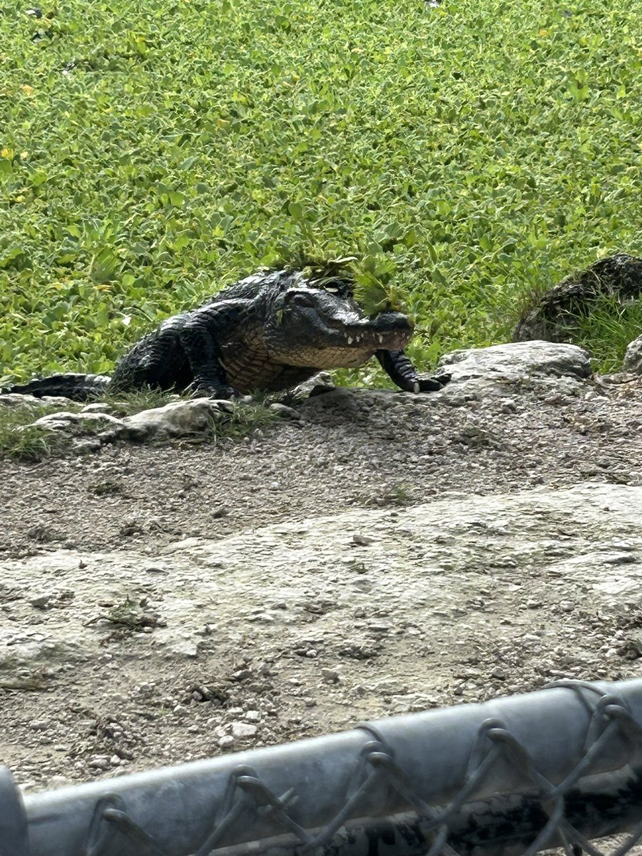 MBall72's tweet image. Chilling with some local wildlife