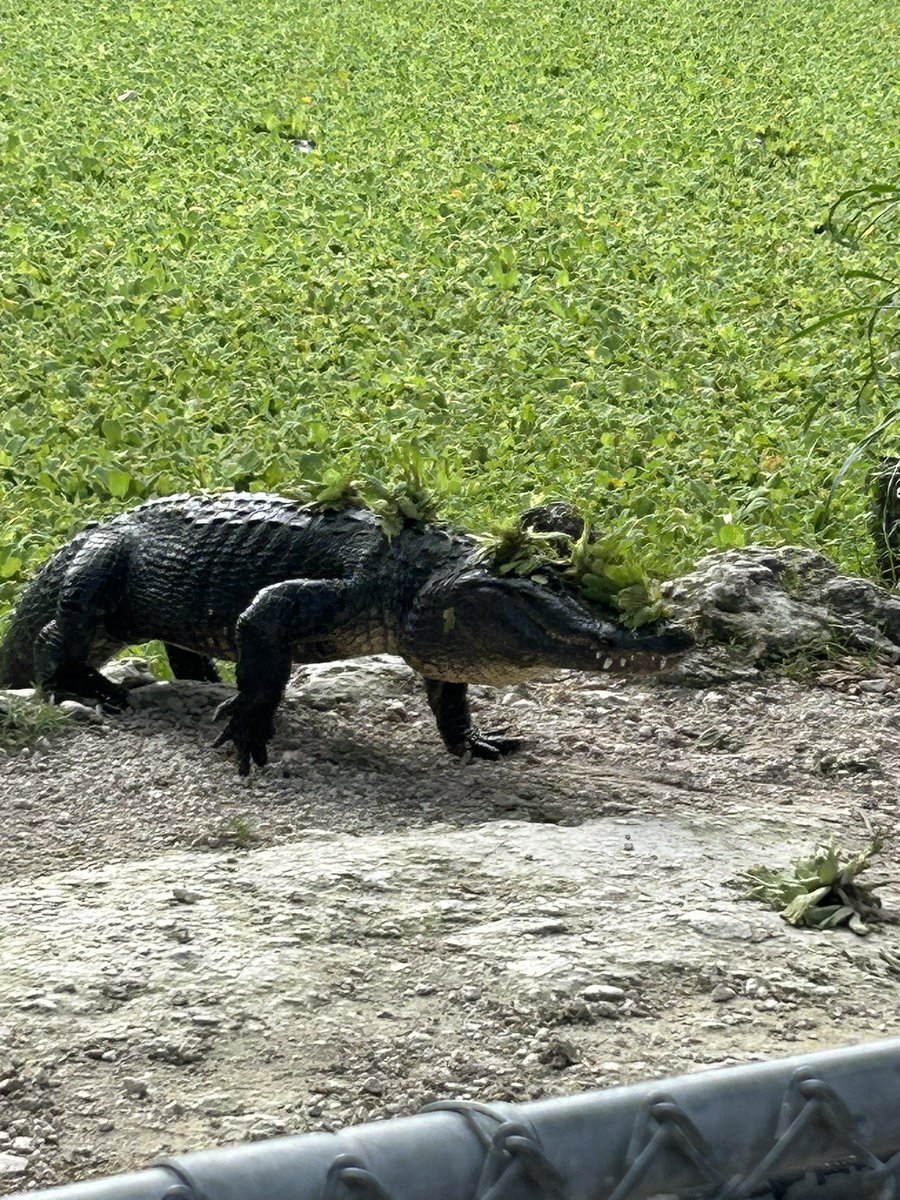 MBall72's tweet image. Chilling with some local wildlife