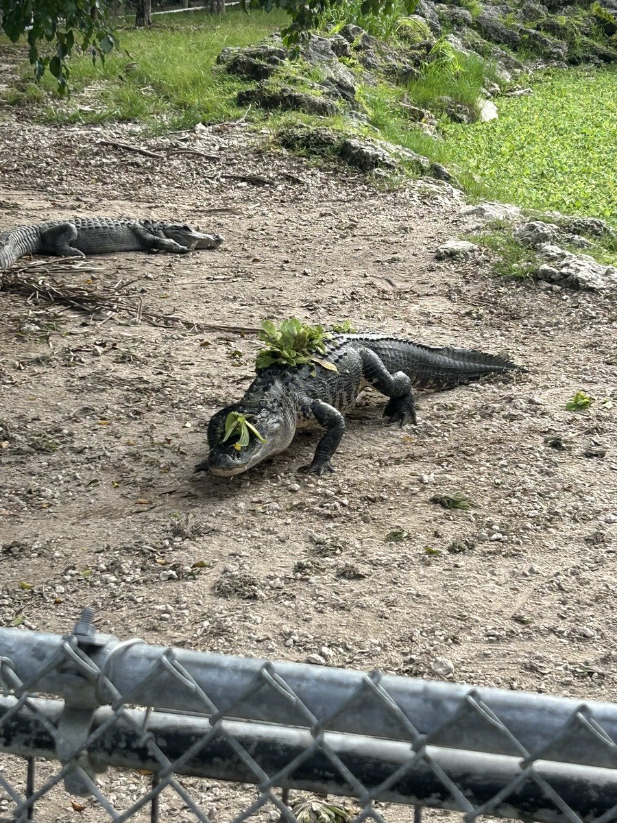 MBall72's tweet image. Chilling with some local wildlife