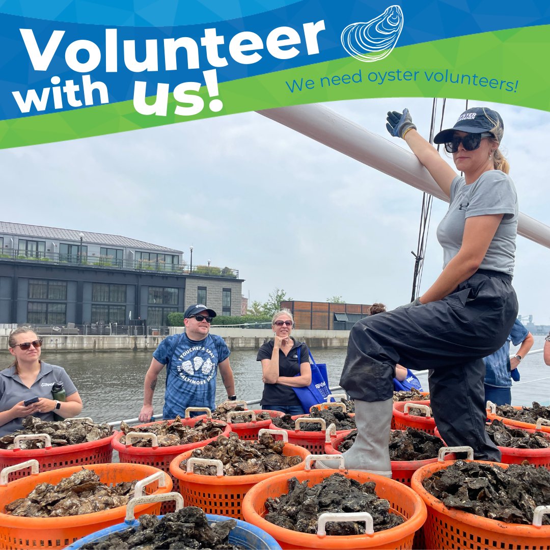 We need oyster gardeners! 🦪 Help us install a new #oyster garden in the #Baltimore Harbor on Saturday, 09/09/23. Sign up here (space is limited): waterfrontpartnership.org/oyster-partner…
