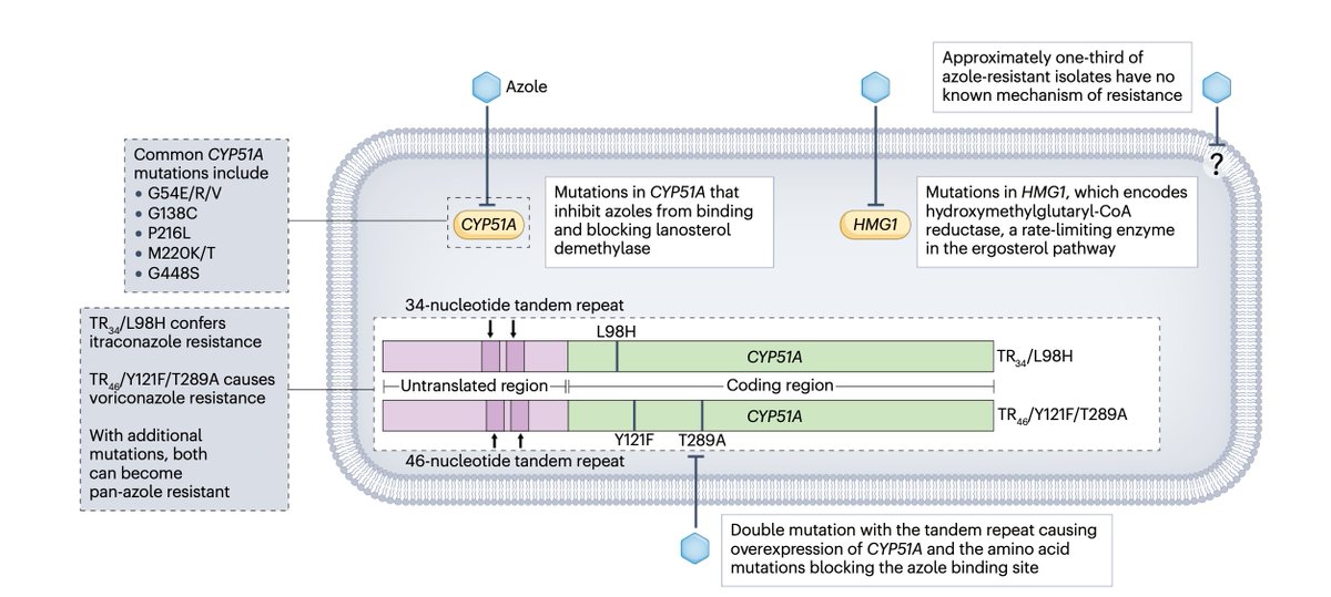 #IDtwitter #IdMedEd @id_cure 
Acquired resistance of #azole-resistant #Aspergillus fumigatus

➡️Approximately 30% of isolates have no identified mechanism of resistance.
➡️The other 70% have changes in the lanosterol demethylase (encoded by the CYP51A gene) or HMG1.