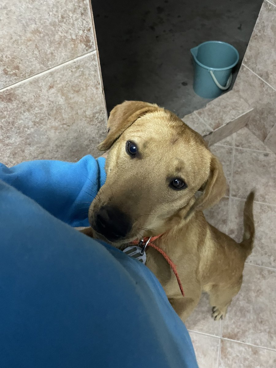 <a href="/VivireNuevaCba/">VivirenNuevaCórdoba®</a> En fin: buscamos alguien que pueda tenerlo en provi/ adoptarlo, es un perrito de contextura mediana (ya no crece más) calculo que tiene aproximadamente 1 año un poco más, es obediente, se lleva bien con todos. No puedo tenerlo en el depto ya que vivo con una gata y mi perra que+