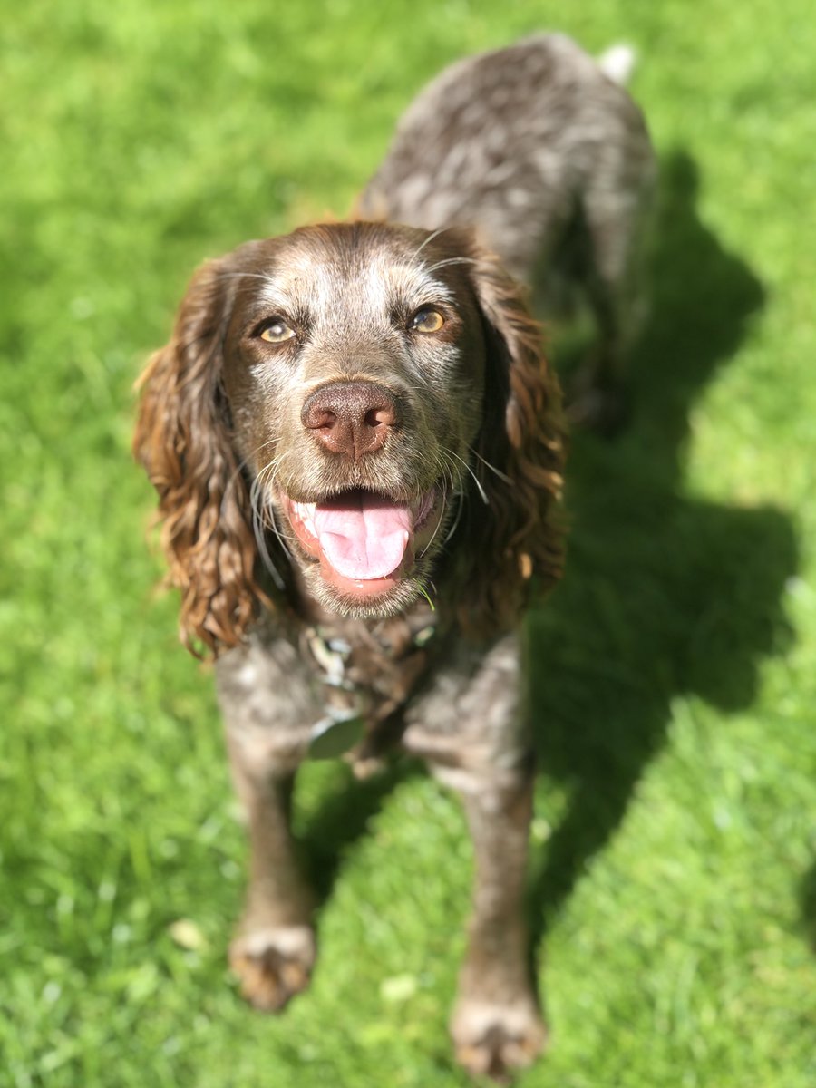 WaggyBoops's tweet photo. Let us introduce Alice, this puppy cutie who we had the opportunity to meet and look after a couple of weekends ago 🥰🐶🥰
Such a friendly, charismatic doggie – not to mention, how stunningly pretty does she look? https://t.co/Z6OFGq2z9F