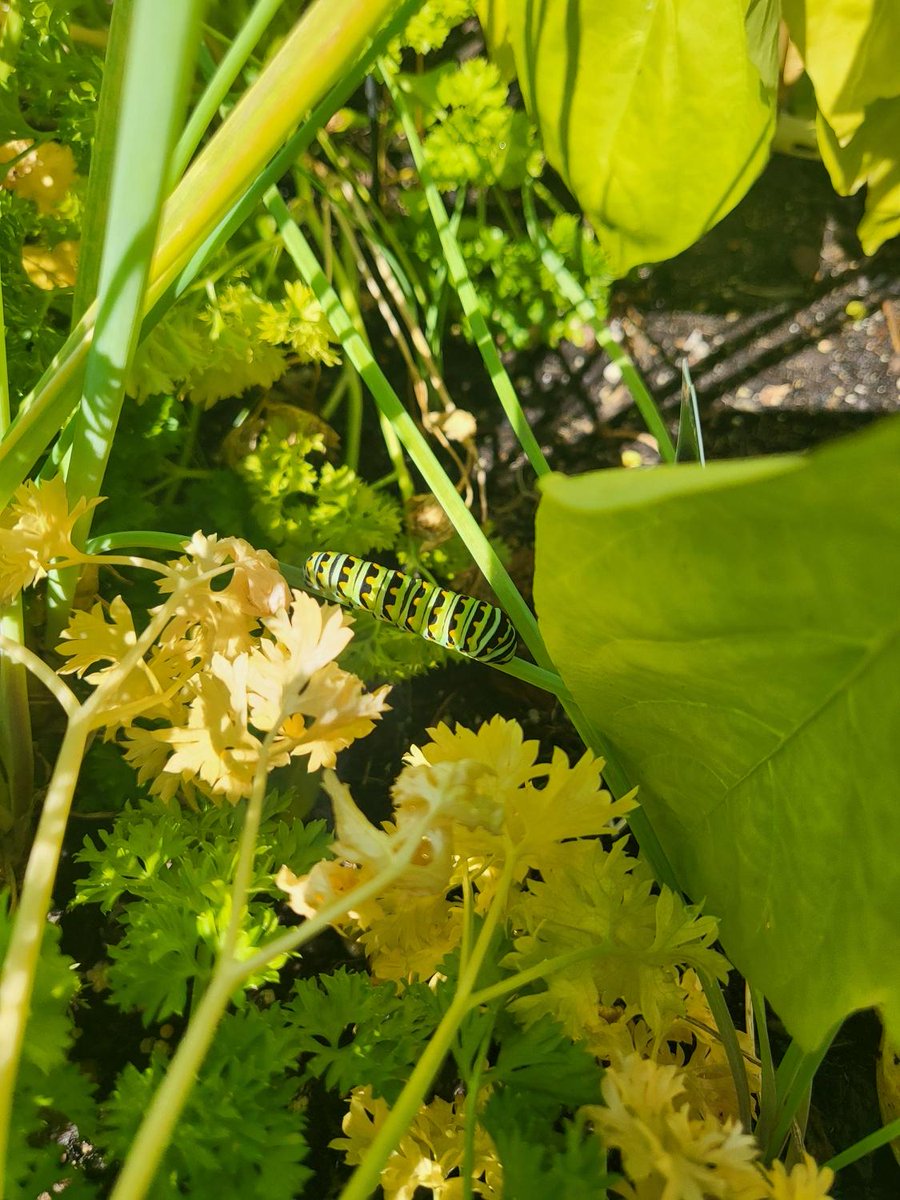 NoviLakesHC's tweet photo. We are in for quite a treat for this end of summer!  We have two zebra swallowtail butterfly caterpillars in our garden!  Stay tuned for more updates! #campusincolor #trilogyliving https://t.co/aHurN6c449