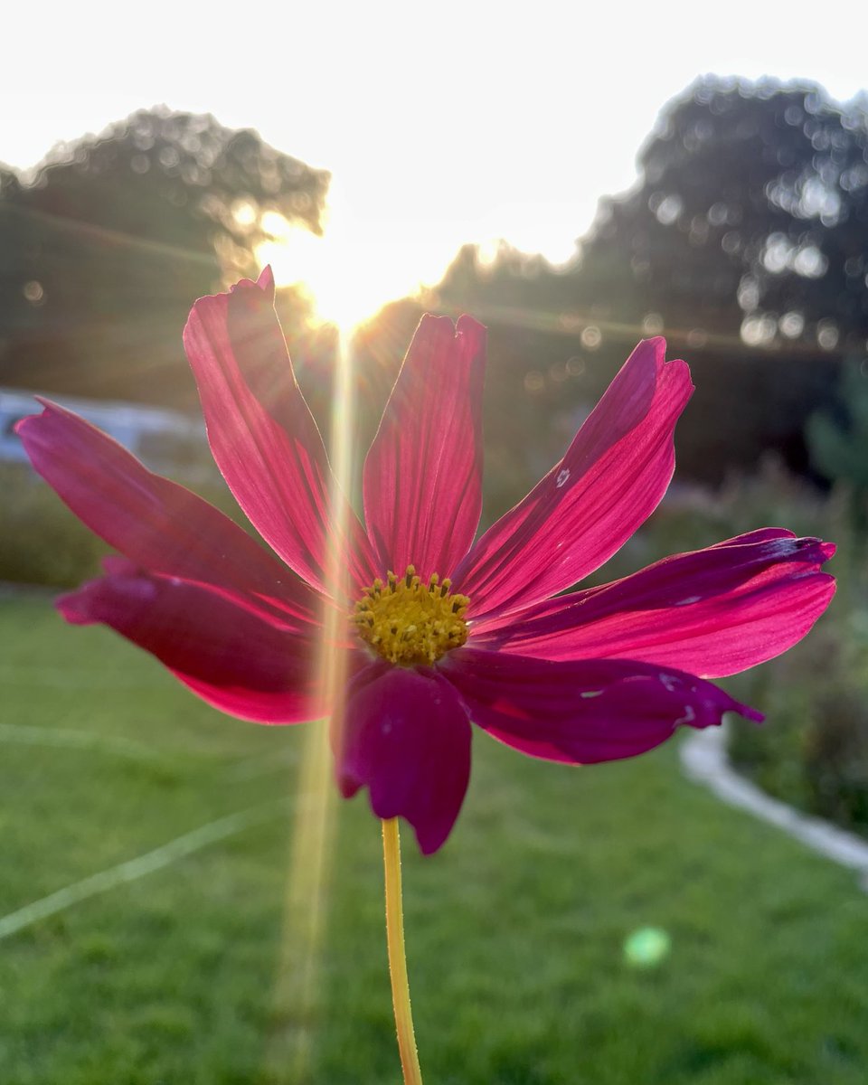 Dkackman's tweet image. #cosmosis