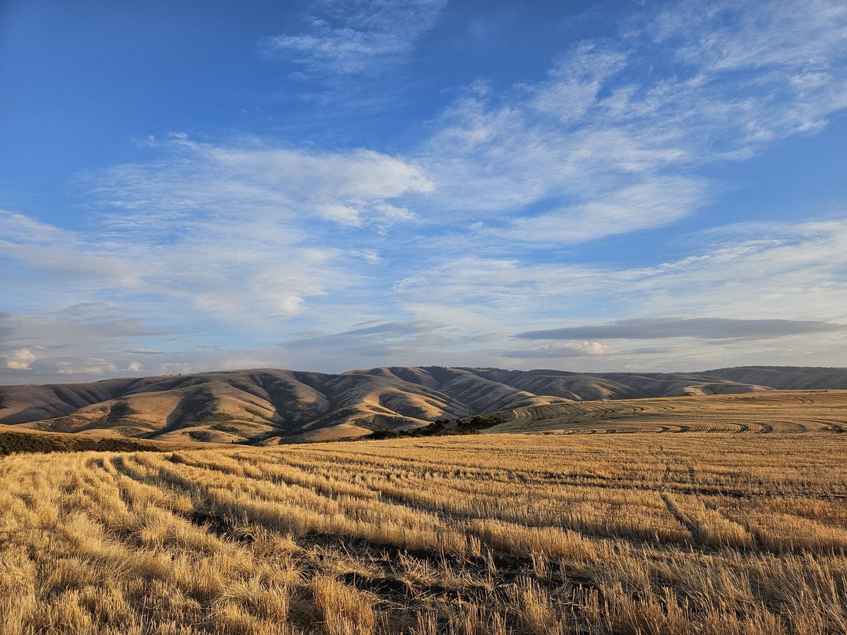 atThornhollow's tweet photo. #landscapephotography #landscapecaptures #landscapephoto #cloudphotography #cloudscapes #cloud_captures #farmphotography #oregonwheat #sunset #sunsetlight #pnw #pnwphotography #pacificnorthwest #easternoregon https://t.co/viA3Jalmtp