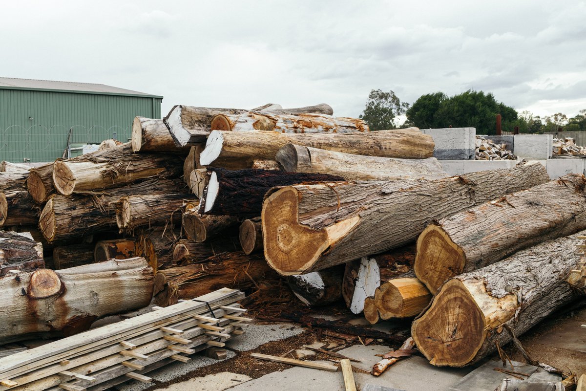 BomaQConst's tweet photo. How Much Is an Acre of Hardwood Timber Worth? https://t.co/aU5FJLZn3n https://t.co/cAz4wWG2DU