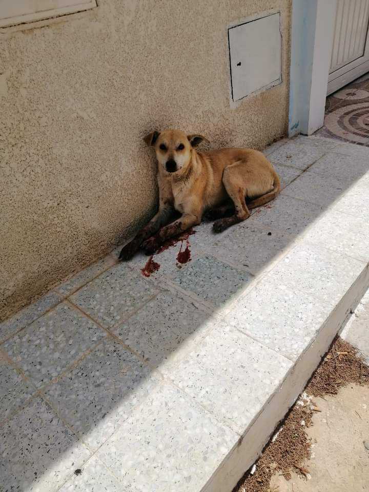 FBB_Officiel's tweet photo. 🇹🇳 Tunisie : les tueries de chiens errants continuent !
Le 8 juin 2023, dans une école d’ingénieur à Monastir, 9 chiens ont été abattus sous les yeux des étudiants…
Face à la violence des massacres, comme à Djerba, Sidi bou Said ou même Tunis d’où viennent ces photos, Brigitte Bardot demande au président tunisien de faire cesser cette violence gratuite.
👉 Cela fait des années que la Fondation et les associations locales essaient de convaincre les autorités de mettre en place une gestion responsable et éthique des animaux errants grâce à la stérilisation, SEULE stratégie capable de résoudre le problème du nombre des chiens.

« La gestion des animaux est aujourd’hui chaotique en Tunisie, elle passe par des actes de violence extrême et même de barbarie à l’encontre des chiens. » - Brigitte Bardot
➡ https://t.co/mOzUCxgCLS