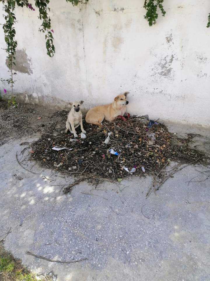 FBB_Officiel's tweet photo. 🇹🇳 Tunisie : les tueries de chiens errants continuent !
Le 8 juin 2023, dans une école d’ingénieur à Monastir, 9 chiens ont été abattus sous les yeux des étudiants…
Face à la violence des massacres, comme à Djerba, Sidi bou Said ou même Tunis d’où viennent ces photos, Brigitte Bardot demande au président tunisien de faire cesser cette violence gratuite.
👉 Cela fait des années que la Fondation et les associations locales essaient de convaincre les autorités de mettre en place une gestion responsable et éthique des animaux errants grâce à la stérilisation, SEULE stratégie capable de résoudre le problème du nombre des chiens.

« La gestion des animaux est aujourd’hui chaotique en Tunisie, elle passe par des actes de violence extrême et même de barbarie à l’encontre des chiens. » - Brigitte Bardot
➡ https://t.co/mOzUCxgCLS