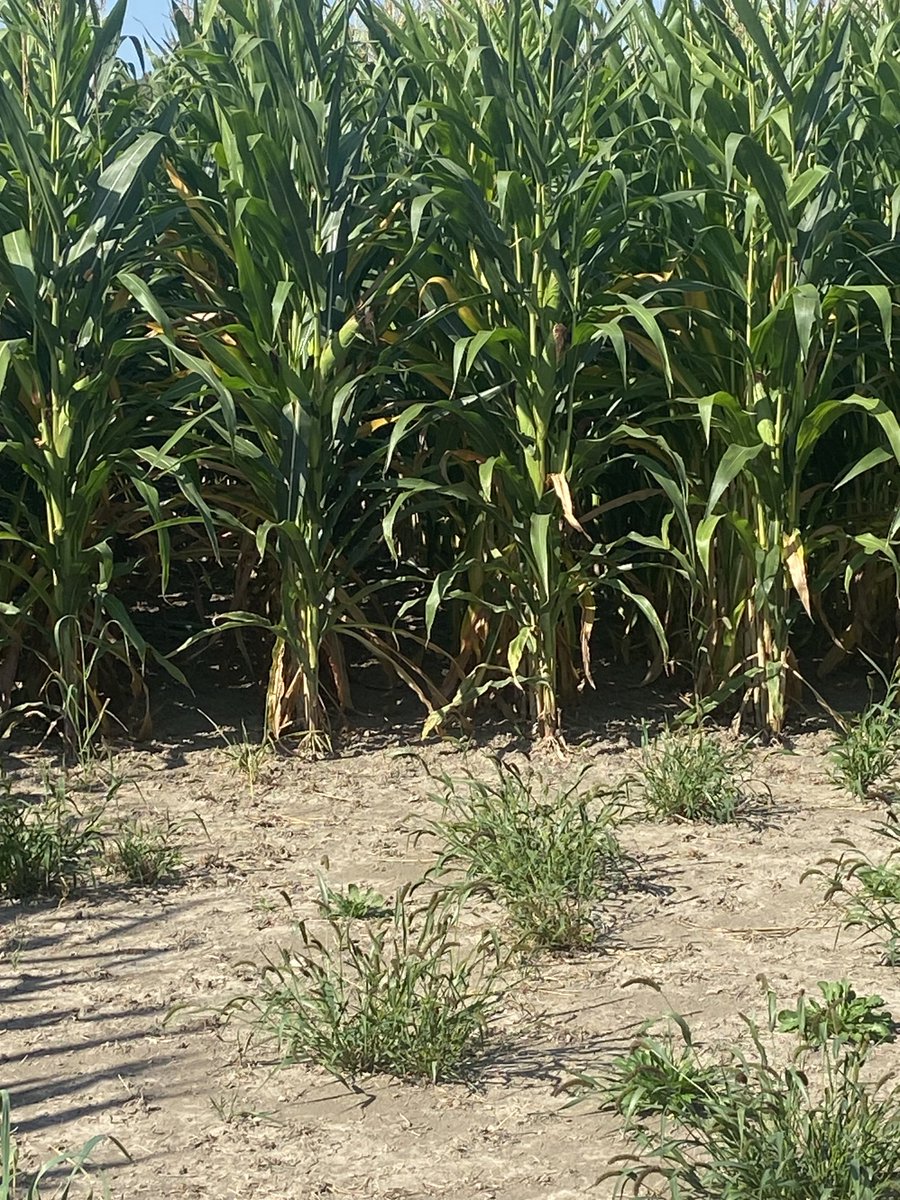 Steve Brackenridge tweet media