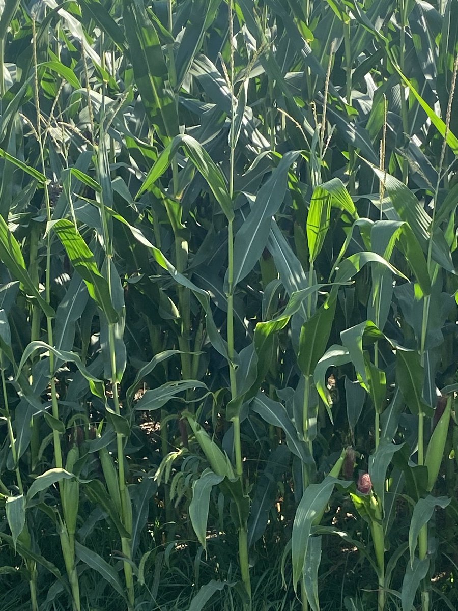 Steve Brackenridge tweet media