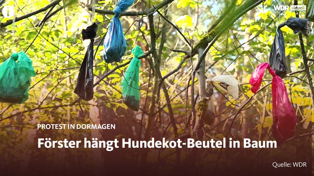 WDRaktuell's tweet photo. In Dormagen hat ein Revierförster genug von den vielen im Knechtstedener Wald zurückgelassenen Hundekotbeuteln.
https://t.co/zMtv49JLSf https://t.co/kpseS2RQU1