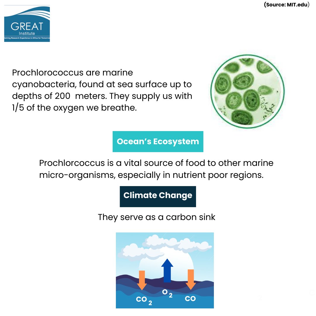 institute_great's tweet photo. Did you know?
Marine bacteria play a crucial role in our oceans?
They help maintain the balance of marine ecosystems and even produce oxygen for us! 

#MarineBacteria  #OceanLife #Prochlorococcus https://t.co/OmlcSKiAoo