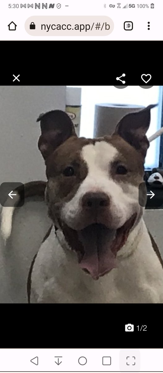 MyBoxerLuvMac1's tweet photo. 💔Archer💔
#NYCACC #180895 2y
▪️Active KILL COMMAND❗
Sweet boy's💔, surr 4 move. Terribly sad, trying 2 be brave. Affectionate, playful, loving. 
Darling needs loving, N.East #Foster, 4 security, 2 decompress + shine. 
Pls #pledge
DM @Notthesamenow2
💕Archer https://t.co/KDoJxf7wpJ