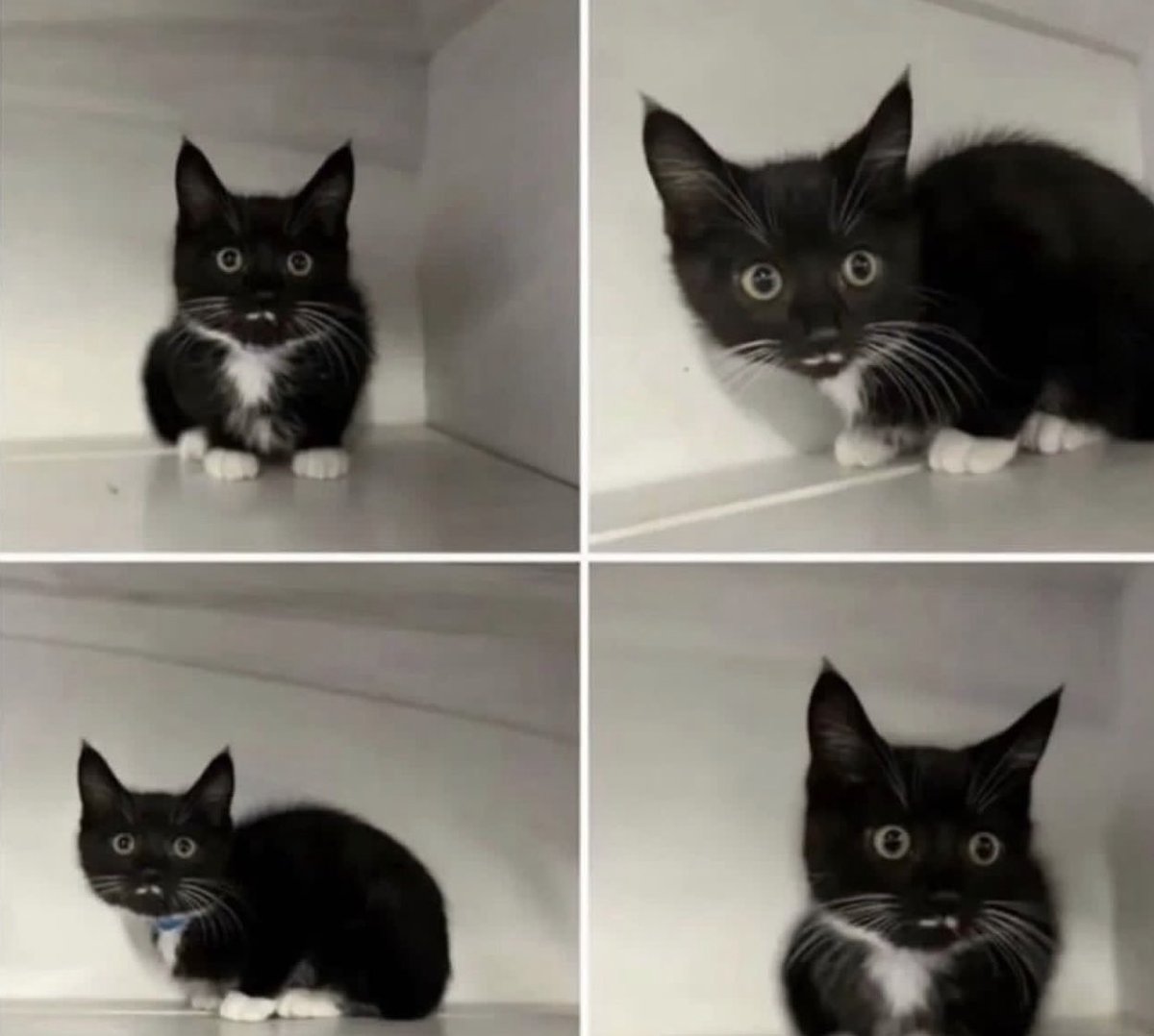 Free corn dogs for dogs at McDonald's, image size:1200x1078