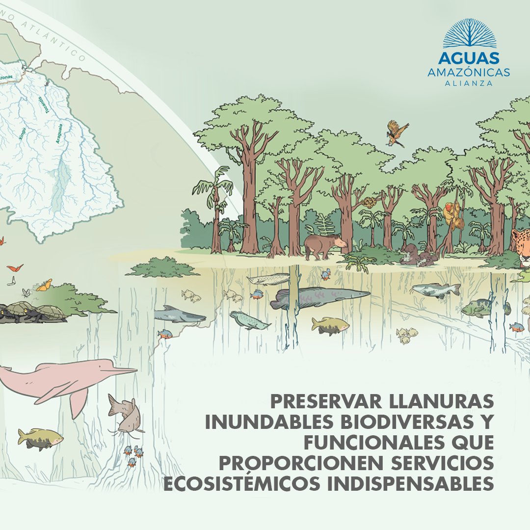 1/2 Las llanuras inundables amazónicas se forman a lo largo de ríos por debajo de los 500 msnm. Por más de 110 mil años estos hábitats han facilitado la evolución de biodiversidad única. Ahora están en riesgo por el cambio climático, represas mal planificadas. Abrimos hilo 🧵💧🌳