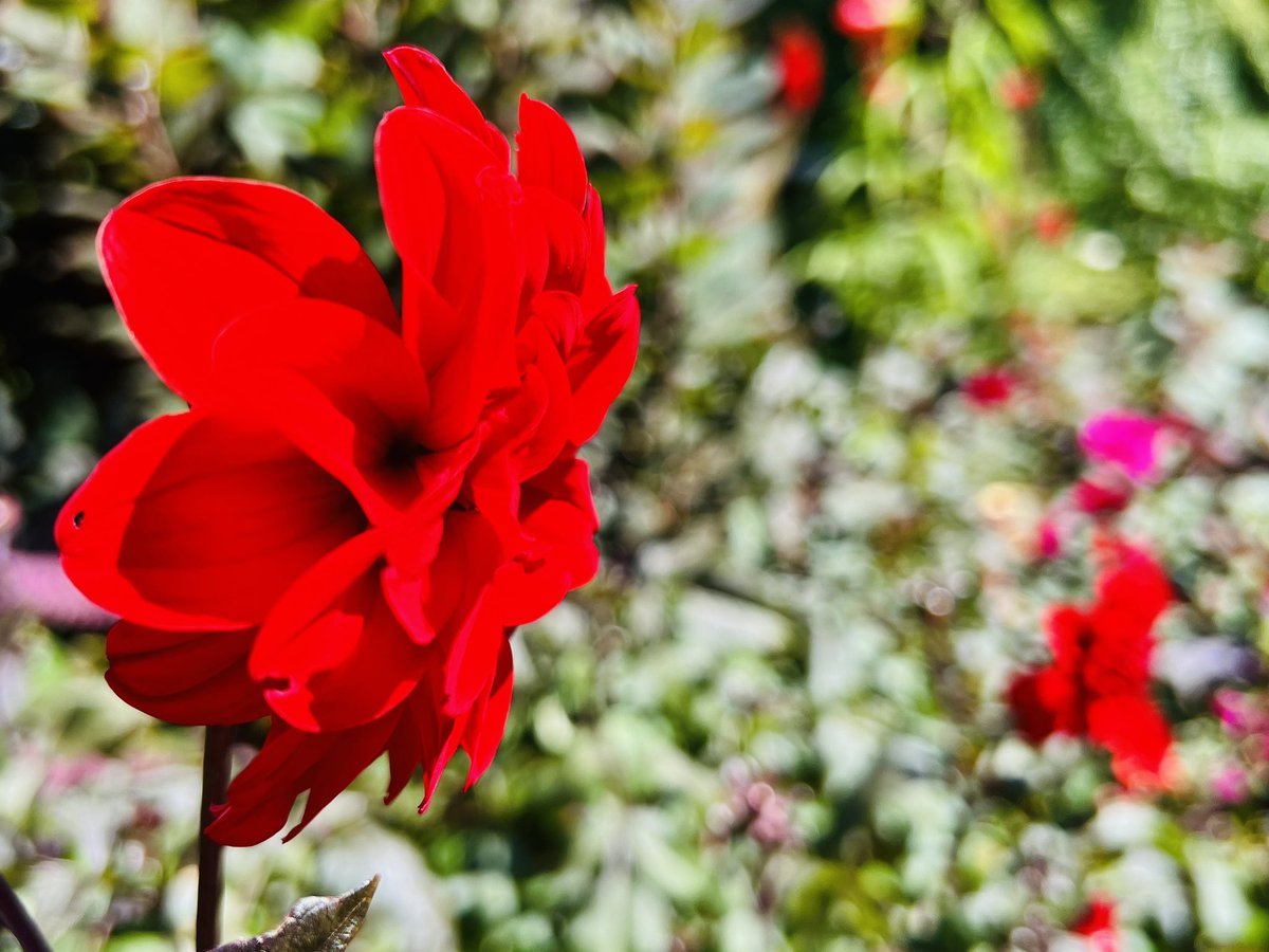 For anyone wondering, it’s still dahlia season at Wave Hill :)