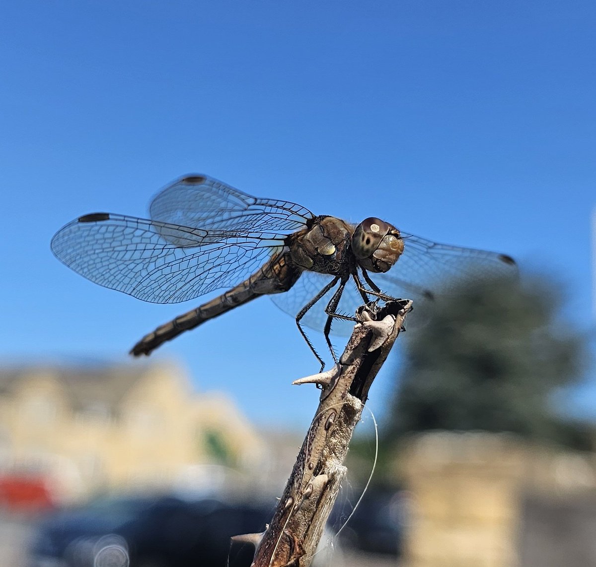 AMYS1987's tweet photo. #insects #insect #dragonfly #nature #NaturePhotography #countryfile https://t.co/OQUoTg0XqL