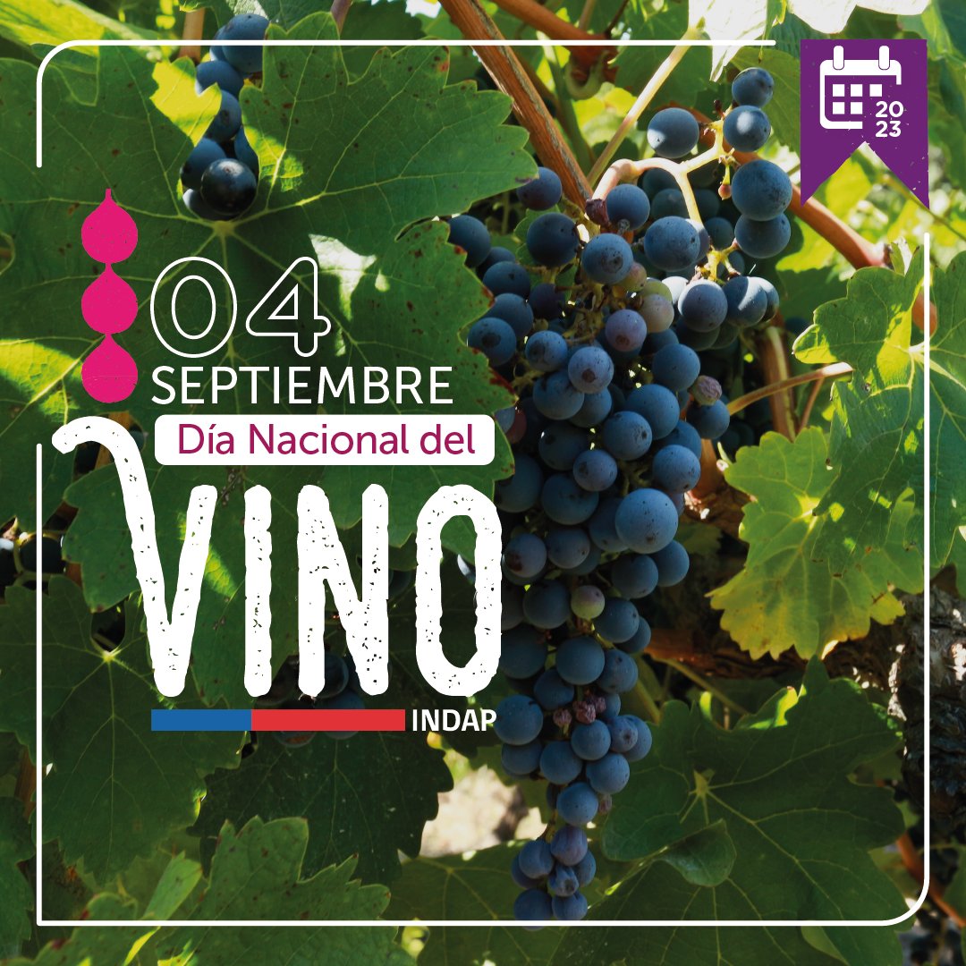 INDAP_MAULE's tweet photo. Saludamos cordialmente a todos nuestros usuarios y usuarias de @indapchile , productores de uva 🍇🍇y vino🍷🍷, en este Día Nacional del Vino. https://t.co/bHeLEuPY5s