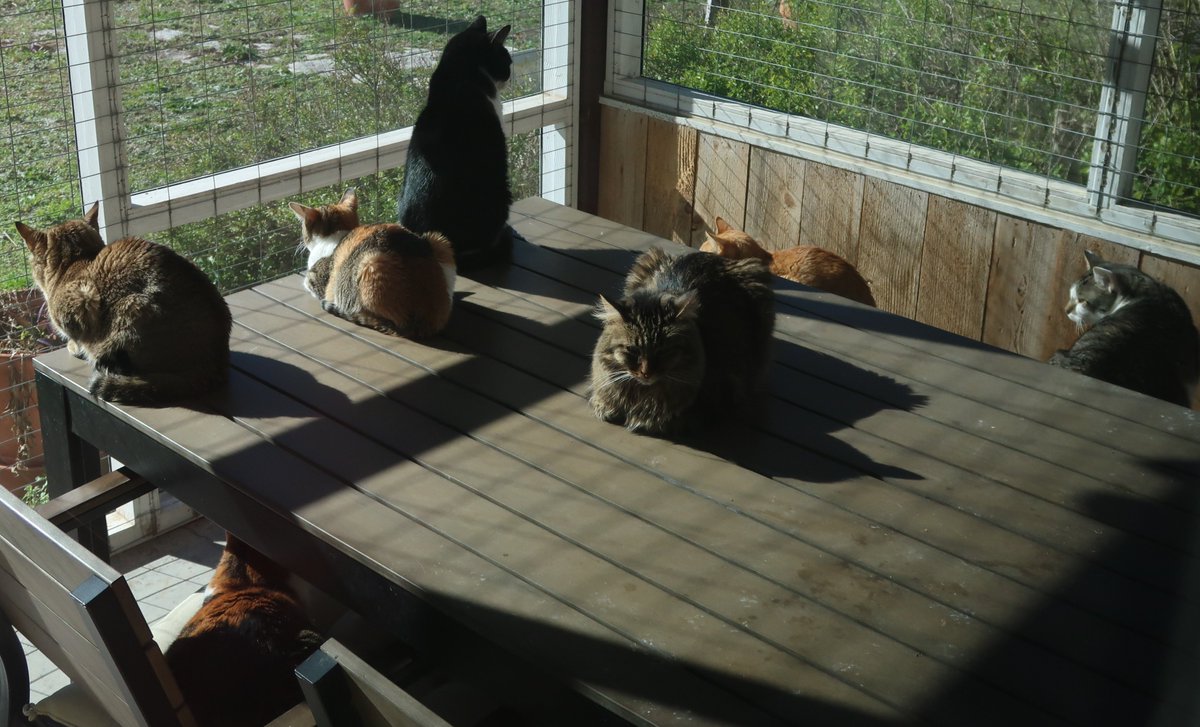 FeLV_cat's tweet photo. #FeLV cat gathering 4 a collectiveπΌπΏ #Hedgewatch. Our crew on the catio on a cooler day, old pic! Sadly we lost another one Sunday...
#OTRB #fosteringsaveslives #BeKindAlways #AlwaysUseALT
#AdoptDontShop #Cats
#FOSTER #volunteer #CatsOfAnarchy #Donate #FIP #Rescues #Shelters https://t.co/hy5RIhgclo