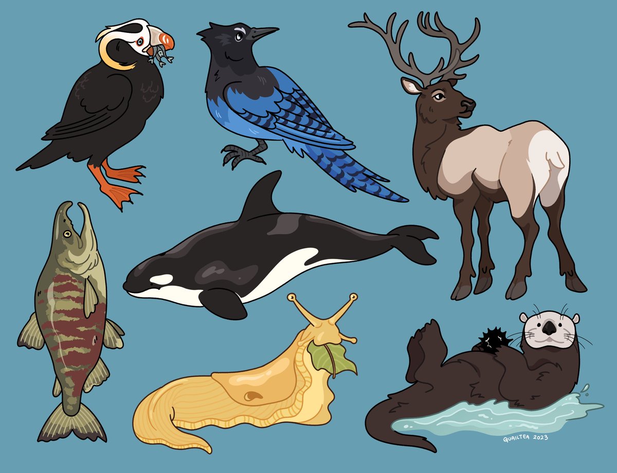 PNW critters 🏔️🌊🌲
