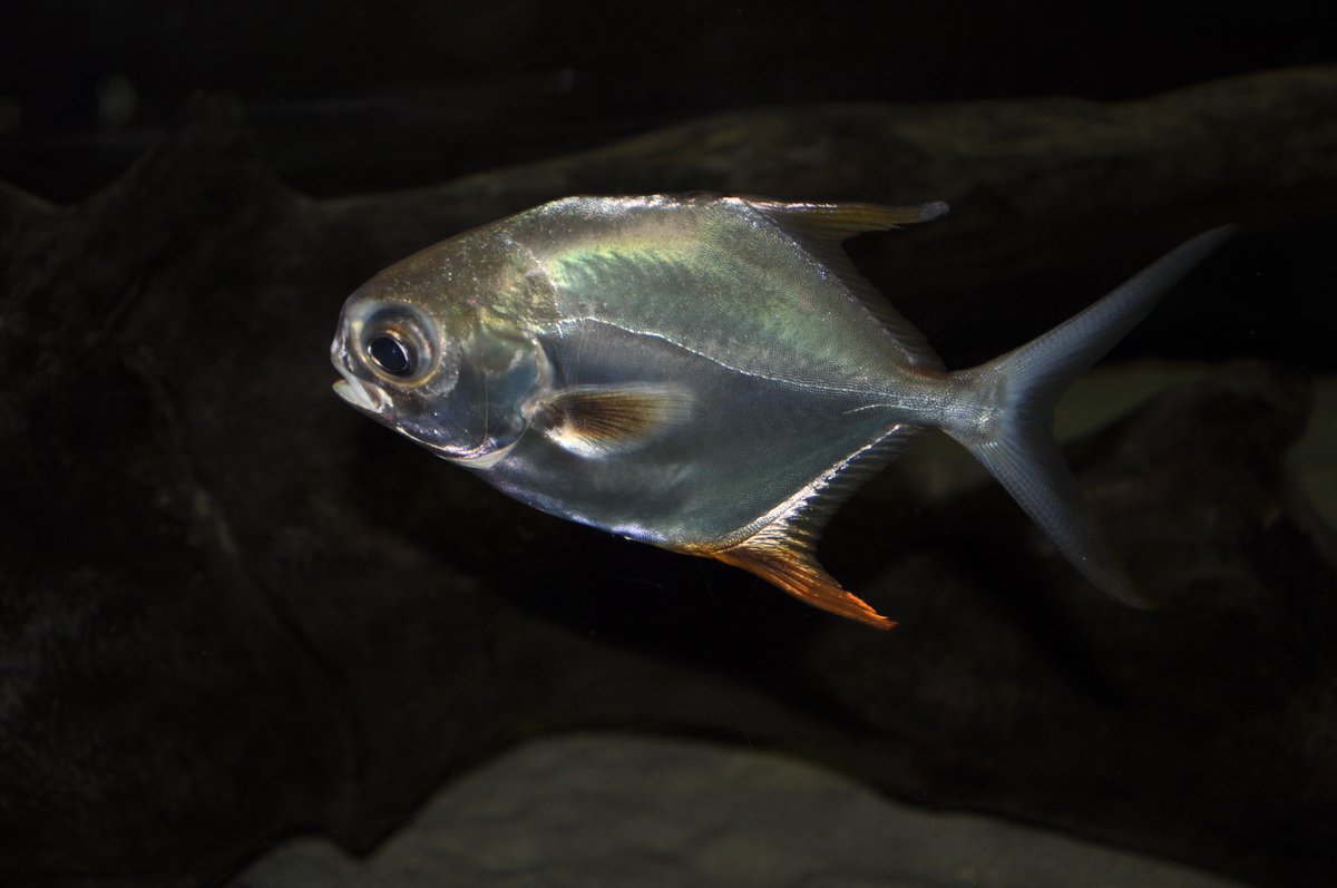 MyrtleBeachSP's tweet photo. Permit grow rapidly during their first 5 years & grow larger than Florida Pompano. Confusion sometimes happens between juvenile pompano & permit. Permits have a wider body & young have an orange anal fin while pompano are longer & have some yellow on their undersides. #SurfZone https://t.co/h2oRHEdfBX