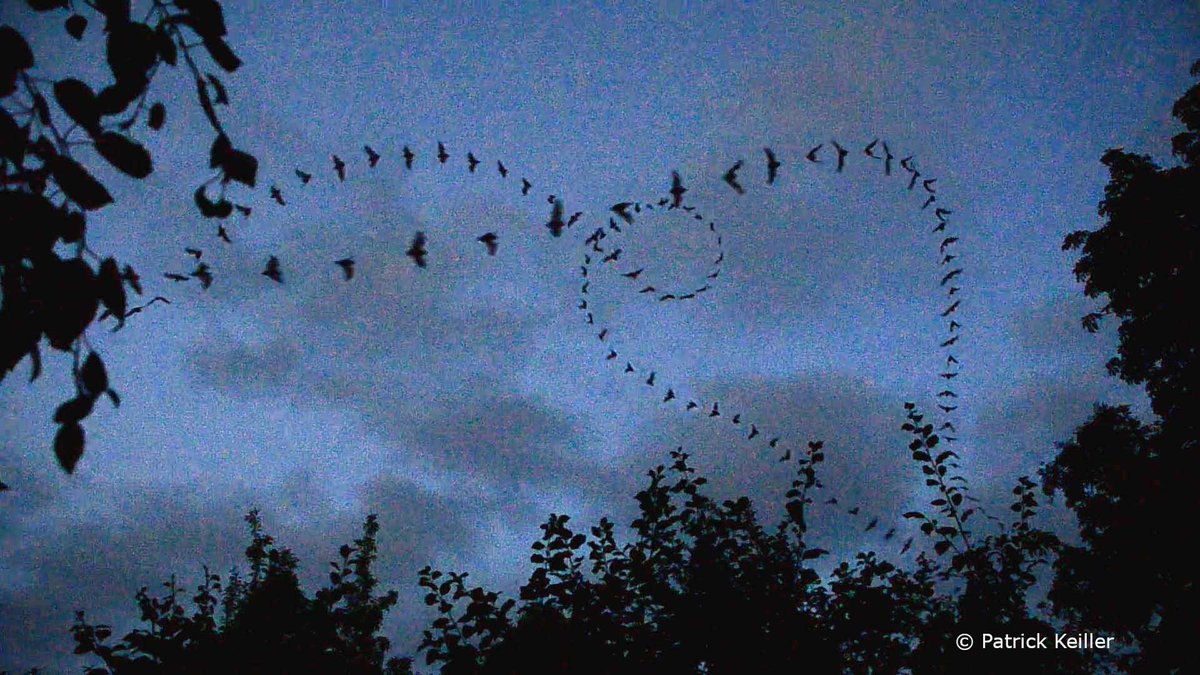 Warm weather has returned to many parts of the UK. Bats will be taking advantage of this to eat as many insects as possible before cold weather returns. Do take the opportunity to head out and watch the magical dance of bats in your area.
The <a href="/BCT_NBMP/">National Bat Monitoring Programme (NBMP)</a>  #SunsetSurvey runs until