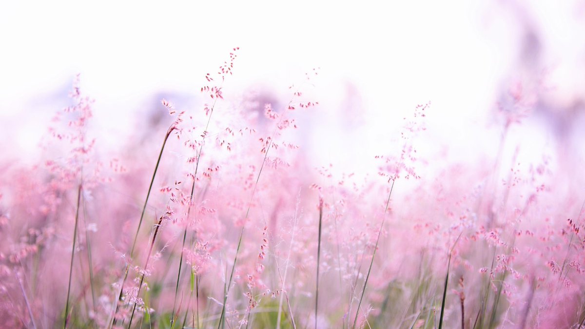 Alors que la rentrée nous presse déjà comme des citrons, que diriez-vous de quatre jours de retraite en symbiose avec la nature et en immersion dans les herbes folles pour habiter poétiquement, politiquement, le monde ?  🔹inexplore.com/articles/natur…
#nature #connexion #corps