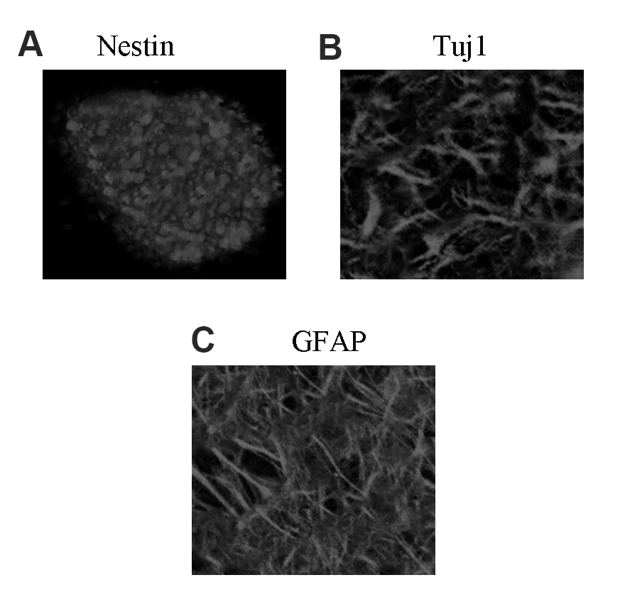 NeuralCell's tweet image. Researchers determined the role of miR-153-3p expression in #NeuralStemCell (NSC) differentiation and proliferation. 

They illustrated that miR-153-3p was decreased and GPR55 was upregulated during NSC differentiation. 🧫🧬

📑 bit.ly/3PndTID