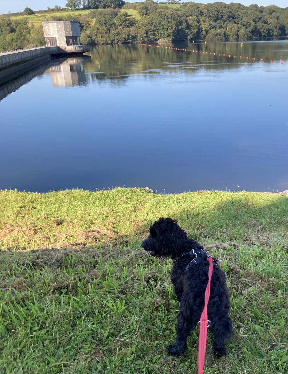 FinleySproodle's tweet photo. I wanted to take a dip as I love the water. #holiday #springerdoodle #sproodle #puppylife https://t.co/QdxUcGNCtg