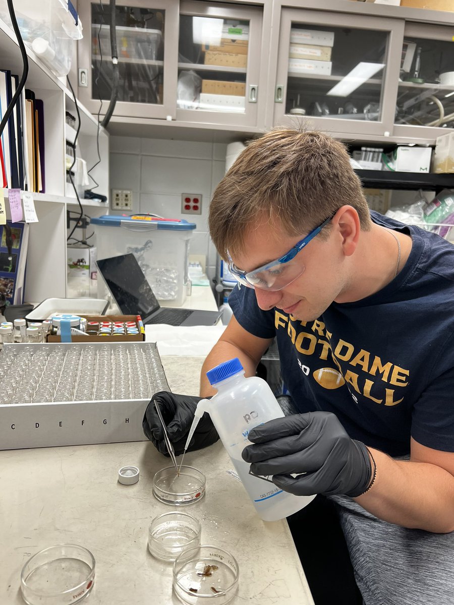 Amaryllis Adey tweet media