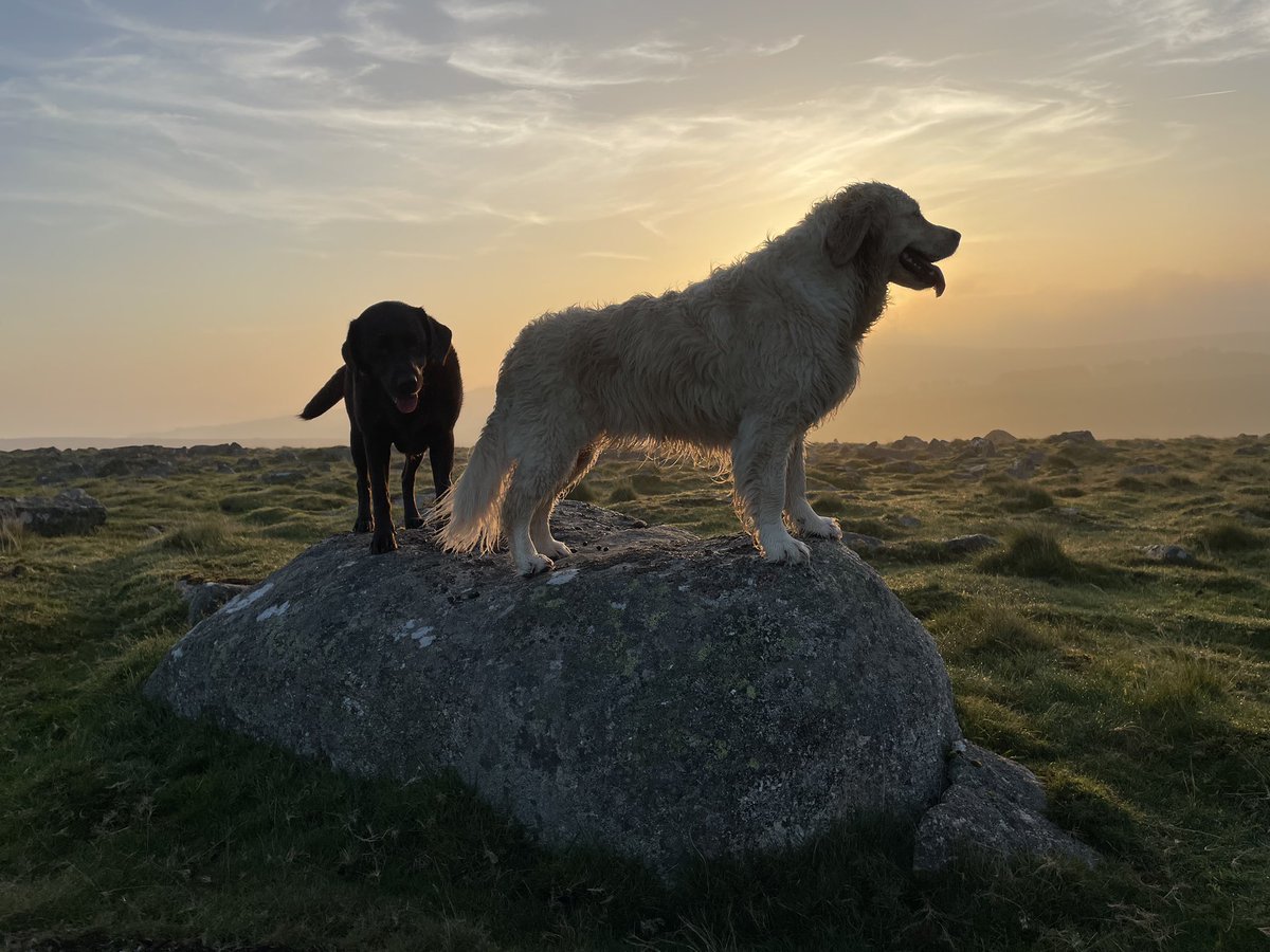 VisitDartmoor's tweet photo. We had a superb start to our day 💛💚🤎
Perfect sunrise viewed from Row Tor looking across to Belstone Tor. 
Everyone happy and chilled by the time we got home, ready for the usual stuff a Monday throws at you! 

#dartmoor #devon #dartmoordogs #mentalhealth https://t.co/6tZ4kgjvDJ