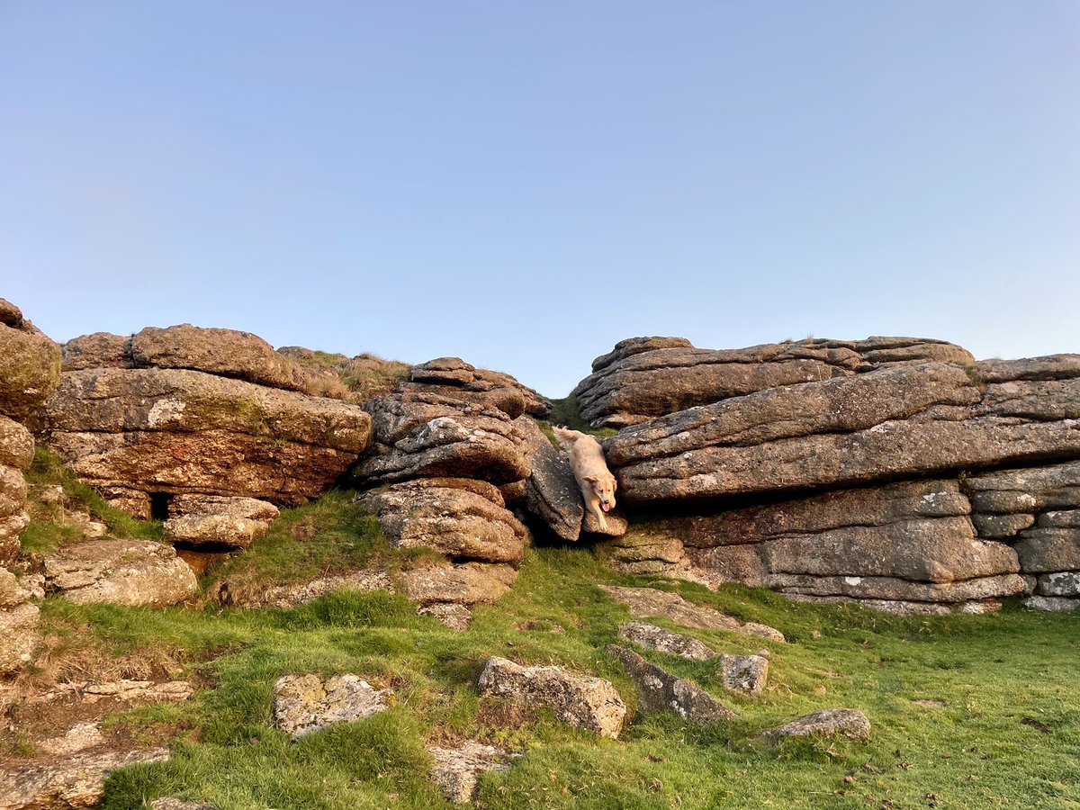 VisitDartmoor's tweet photo. We had a superb start to our day 💛💚🤎
Perfect sunrise viewed from Row Tor looking across to Belstone Tor. 
Everyone happy and chilled by the time we got home, ready for the usual stuff a Monday throws at you! 

#dartmoor #devon #dartmoordogs #mentalhealth https://t.co/6tZ4kgjvDJ