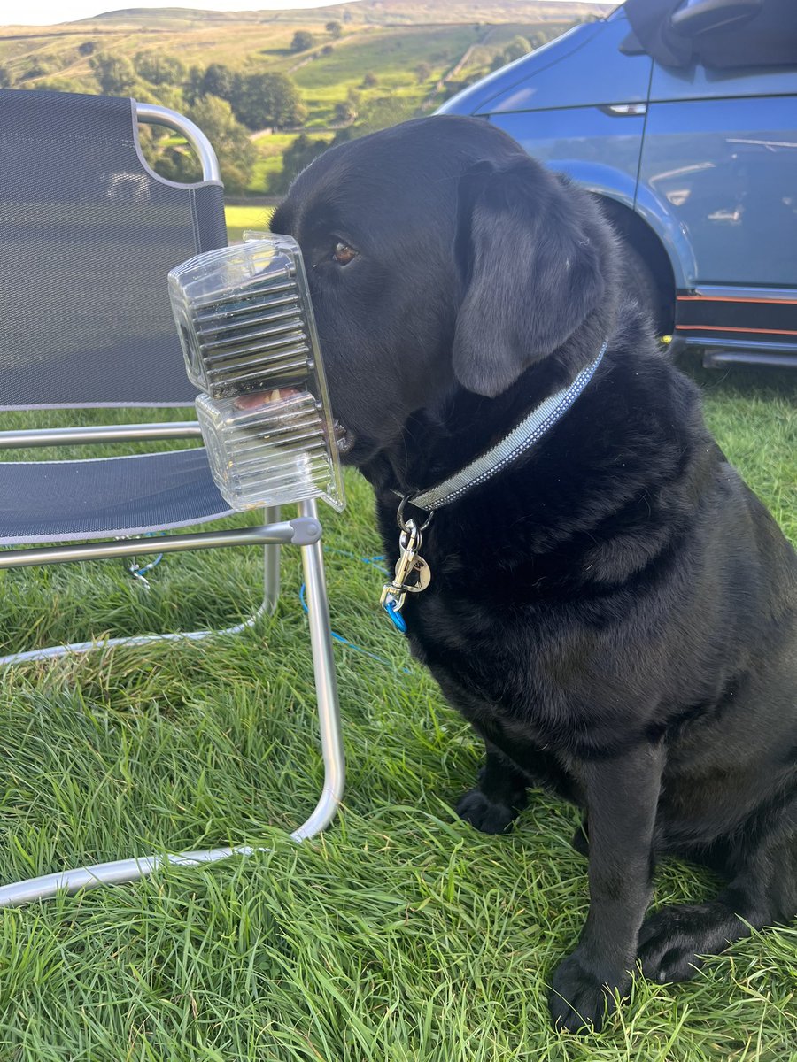 olive_blacklab's tweet photo. My brother Jim 🙄 https://t.co/eFwm7vgdHl