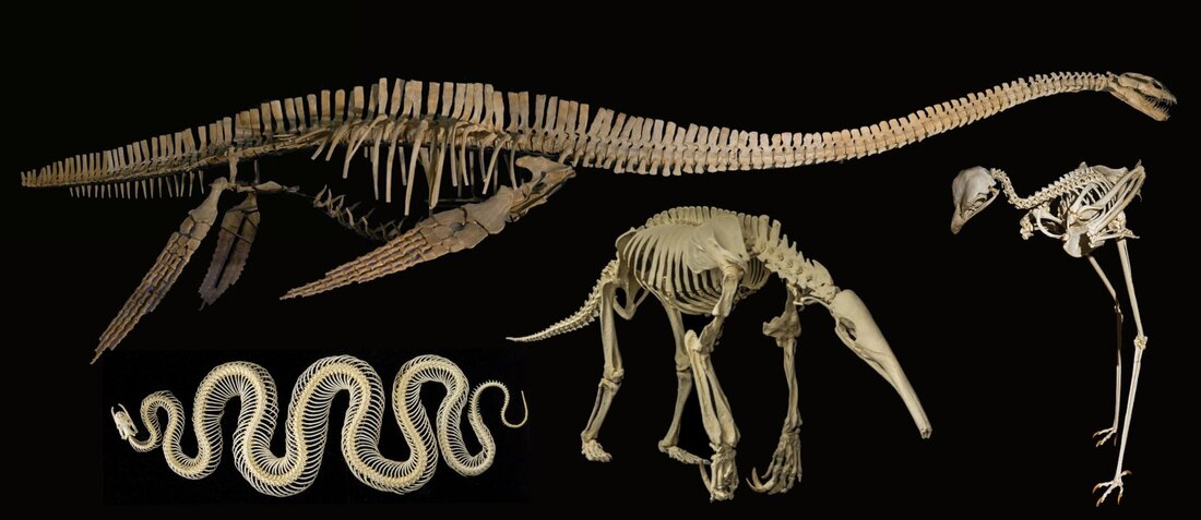 Dr Tom Stubbs (@drtlstubbs) on Twitter photo 📣Fully funded #evolution #palaeobiology PhD position at the <a href="/OpenUniversity/">The Open University</a> <a href="/OU_LHCS/">School of LHCS, The Open University</a>
"The evolution of skeletal diversity and complexity in tetrapod animals" with myself and Luke Mander.
➡️Start date February 2024
➡️Application deadline 22nd September
tomstubbs.co.uk/students.html 📣Fully funded #evolution #palaeobiology PhD position at the <a href="/OpenUniversity/">The Open University</a> <a href="/OU_LHCS/">School of LHCS, The Open University</a>
"The evolution of skeletal diversity and complexity in tetrapod animals" with myself and Luke Mander.
➡️Start date February 2024
➡️Application deadline 22nd September
tomstubbs.co.uk/students.html