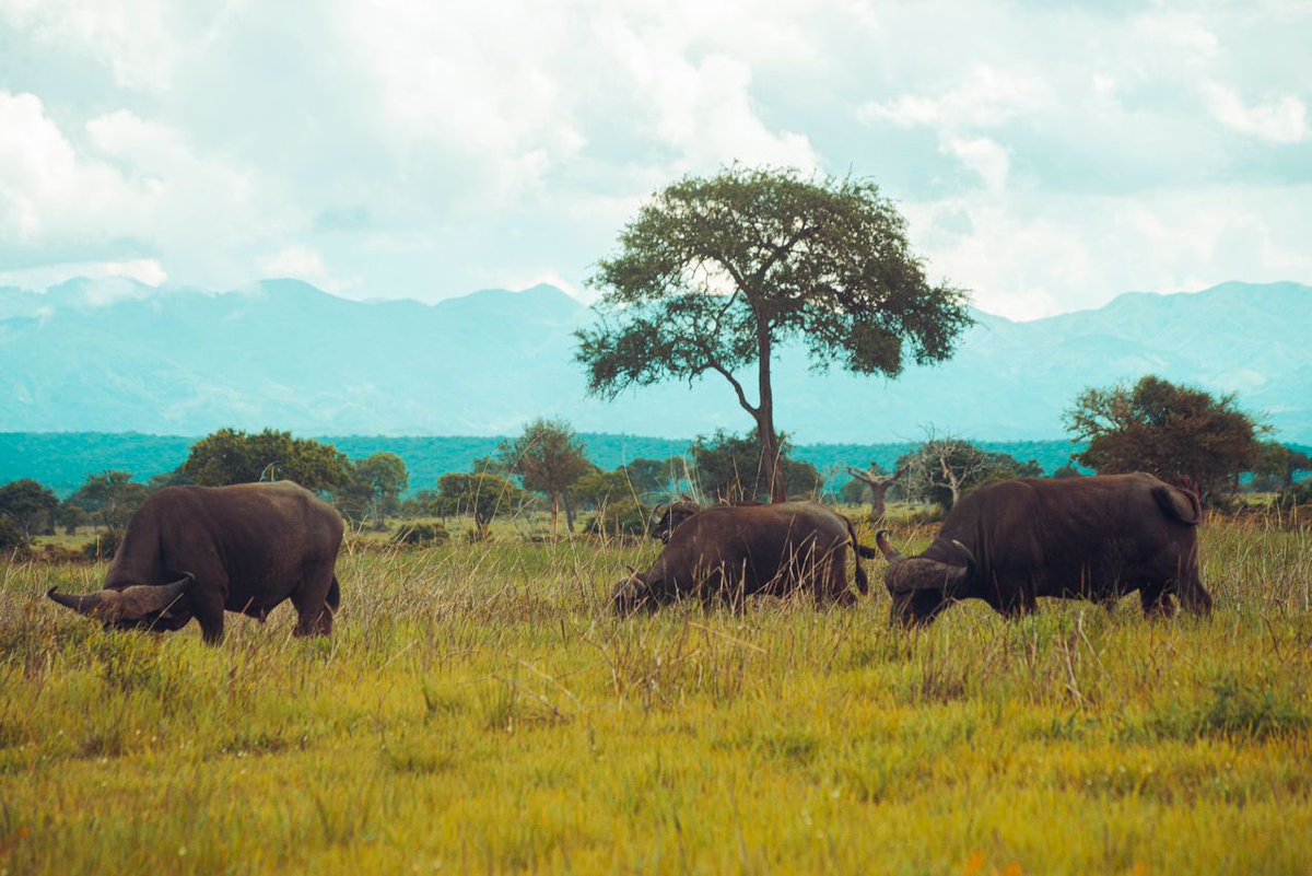 SafariGateway_'s tweet photo. Tanzania is full of unique places to discover! Where would you like to visit the most? Our travel advisors will help you plan and book services to make your trip unforgettable!
Contact us +255 777 232 747
#VisitWithUs #PoriKwaPori https://t.co/frXnzbWNgt